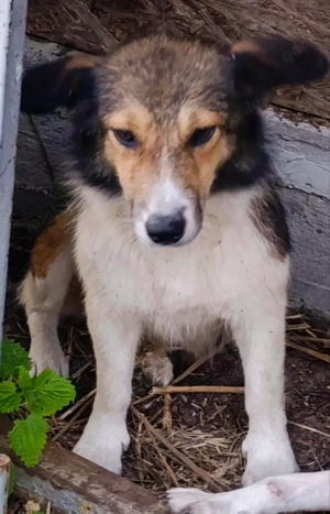 Nanuc sucht ein Zuhause für immer Bild 7