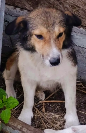 Nanuc sucht ein Zuhause für immer Bild 8