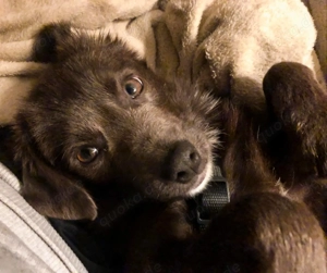 Holly sucht ihr endgültiges Zuhause