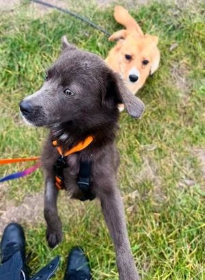 Holly sucht ihr endgültiges Zuhause