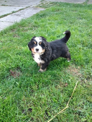 Berner Sennenhund Welpen