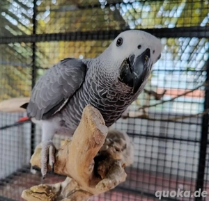 Graupapageien zu verkaufen