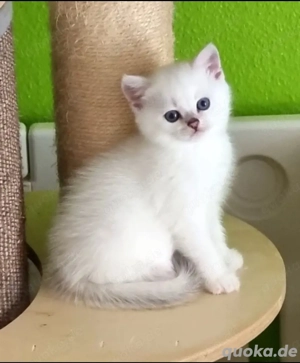 Supersüße Kitten mit blauen Augen BKH seal-silver-shaded-point ns 11 33 reinrassig!