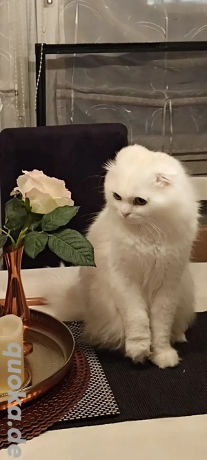 Schneeweißer Britisch Langhaar Kater   1,5 Jahre alt