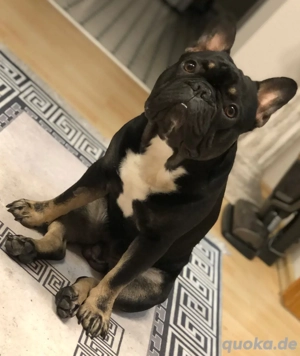 Französische Bulldogge Deckrüde mit Ahnentafel und Stammbaum