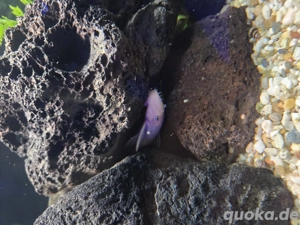 Antennenwels Weiß, Wels