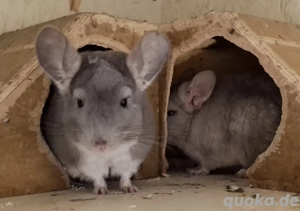 Chinchillas in vielen Farben zur Abgabe 