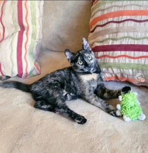 Leea Verspieltes Schildpattmädel sucht spannendes Zuhause