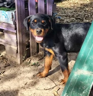 Hachi, a.d.Tierschutz, sucht Happy-Home 