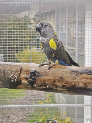 Rüppelspapageien Henne abzugeben 