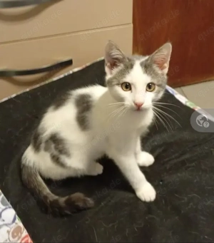 Dringend Pflegestellen für unsere Katzenkinder gesucht   