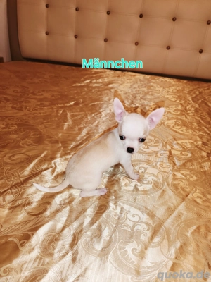 Chihuahua Welpen kurzhaar 
