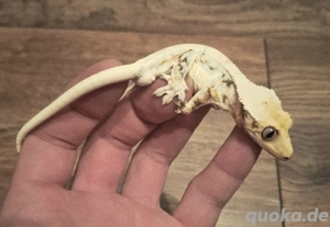 Kronengecko Lilly White Jungtier 1.0