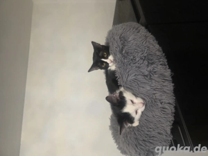 katzen zum verkaufen 