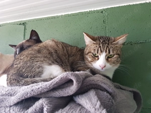 Crona sucht ihr Zuhause