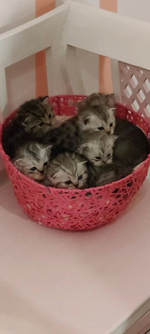 Babykatzen Kitten BKH BLH britisch kurzhaarig suchen zu Hause!