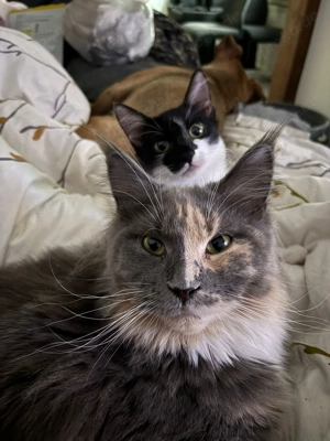 Griechin Ayana sucht ihr Zuhause