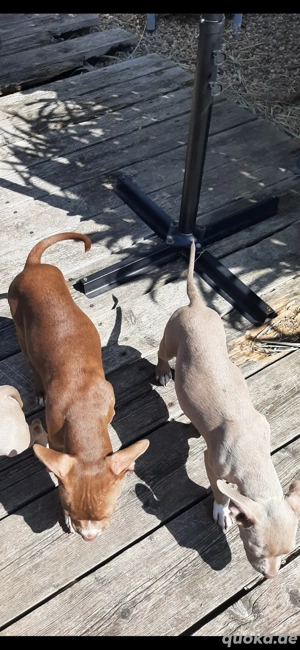 American Pocket Bully Hündin & Rüde  Bild 4