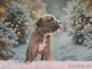 Old English Bulldog Welpen OEB