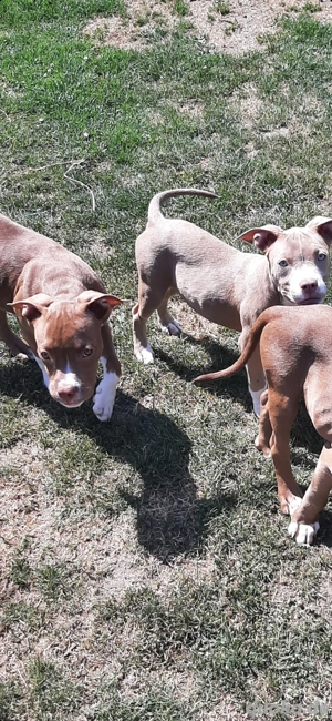 American Pocket Bully Hündin & Rüde  Bild 2