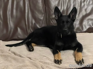 Deutscher Schäferhundwelpe