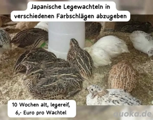Japanische Legewachtel wachtel wachteln