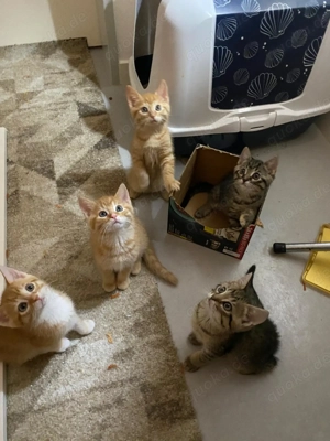 1Weibchen und 1 Männchen 