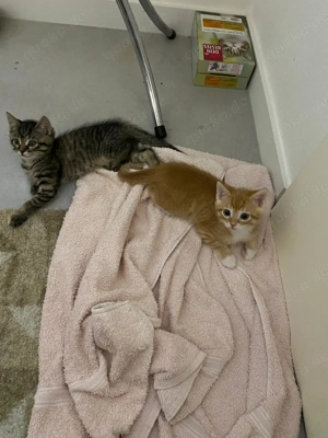 1Weibchen und 1 Männchen  Bild 3