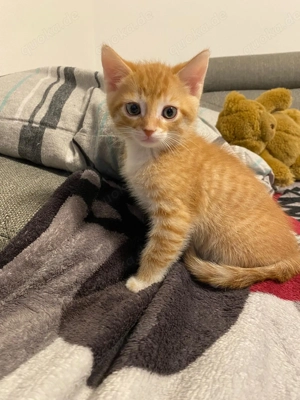 1Weibchen und 1 Männchen  Bild 5