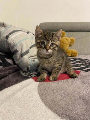 1Weibchen und 1 Männchen  Bild 4