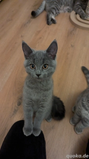 Kleine BKH Kartäuser Kätzchen zu verkaufen 