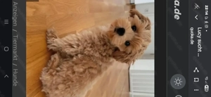 Vorsucht...nicht kaufen