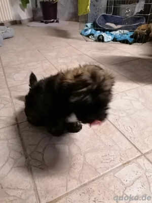 Bolonka Zwetna Welpen