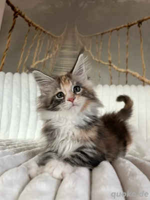 Maine Coon Kitten mit Stammbaum 