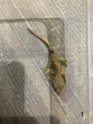 0.0.6 Correlophus Ciliatus