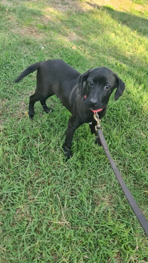 Lucius, a.d.Tierschutz, sucht Happy-Home 