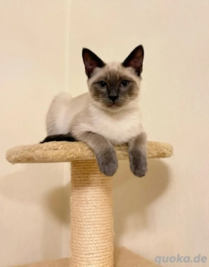 Reinrassige Siam-Thai-Kater