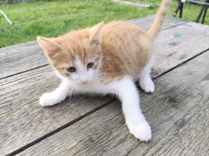 EKH Mix Kitten Rot Weiss und Rot