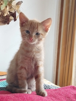 EKH Mix Kitten Rot Weiss und Rot