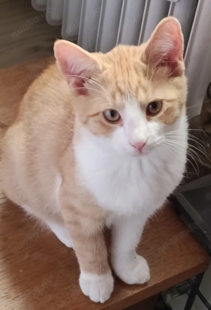 Kitten EKH  BKH Mix Rot-Weiß 