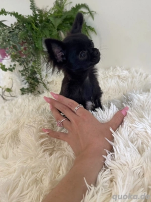 Mini Teacup Chihuahua 1,3 kg 