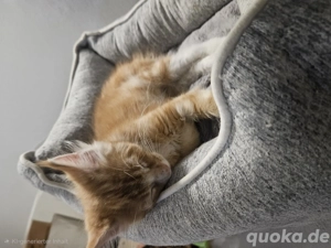 Reinrassiger Maine Coon Kater