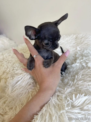 Mini Teacup Chihuahua Blau 
