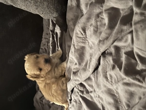 Kleiner Toypudel Mix welpe