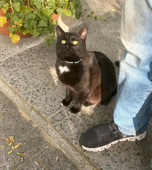 Liebevoller Kater sucht Für-immer-zu-Hause