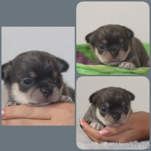 Typvoller Chihuahua Kurzhaar Rüde in blue tan tricolor 