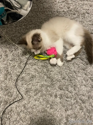 kätzchen Ragdoll Mix Kater