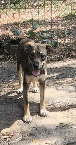 Yara sucht ein liebevolles Zuhause 