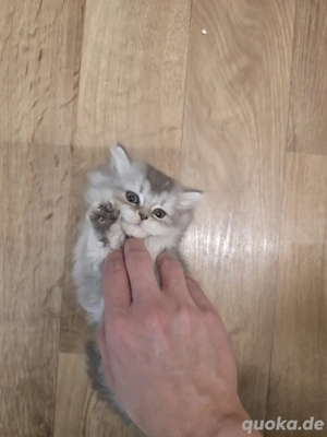 Katzen   schöne Hauskatzen