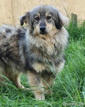 Kenzo möchte dein Herz erobern 